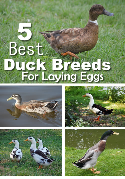 5 Best Duck Breeds For Laying Eggs