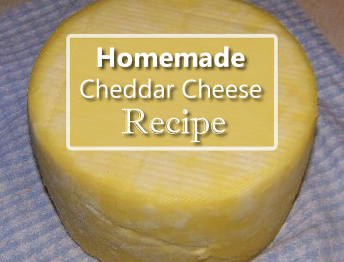 Homemade Cheddar Cheese Recipe