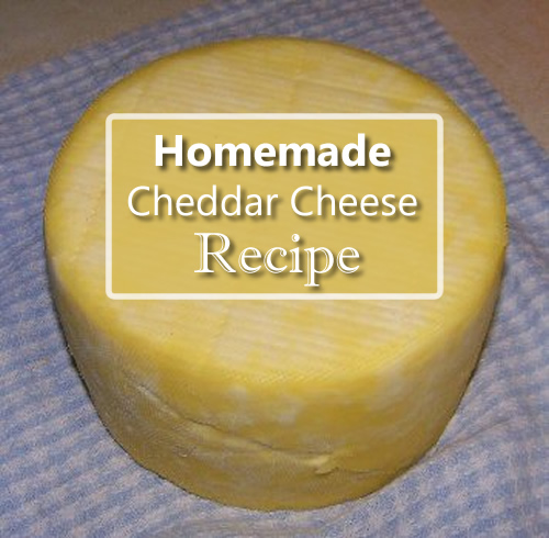 Homemade Cheddar Cheese Recipe
