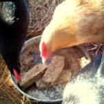 Homemade Molt Meatloaf For Chickens