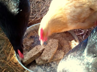 Homemade Molt Meatloaf For Chickens