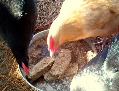 Homemade Molt Meatloaf For Chickens