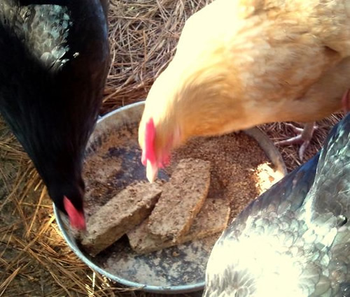 Homemade Molt Meatloaf For Chickens