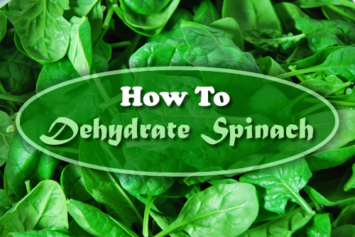 How To Dehydrate Spinach