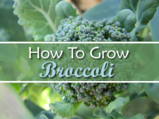 How To Grow Broccoli