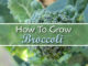How To Grow Broccoli