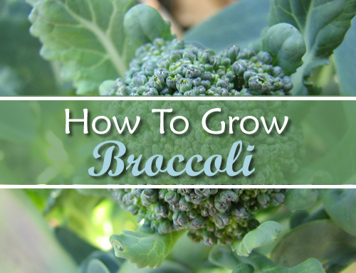 How To Grow Broccoli