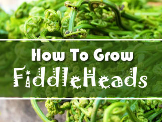 How To Grow Fiddleheads