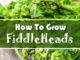 How To Grow Fiddleheads
