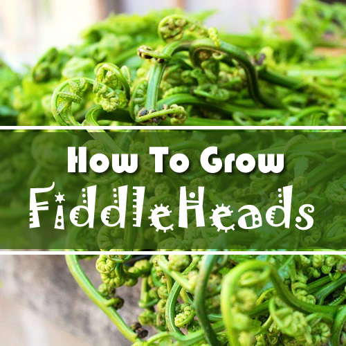 How To Grow Fiddleheads