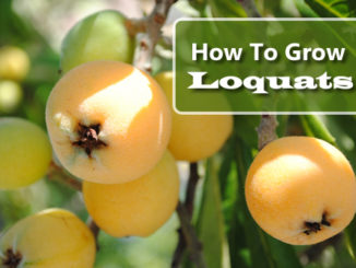 How To Grow Loquats