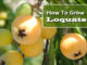 How To Grow Loquats