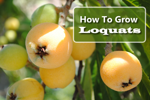 How To Grow Loquats