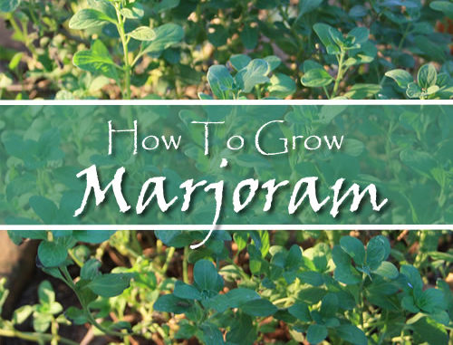 How To Grow Marjoram