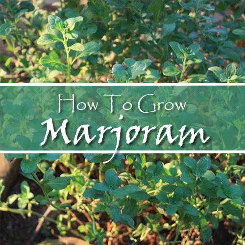 How To Grow Marjoram