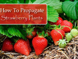 How To Propagate Strawberry Plants