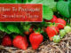 How To Propagate Strawberry Plants