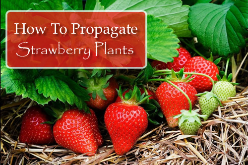 How To Propagate Strawberry Plants