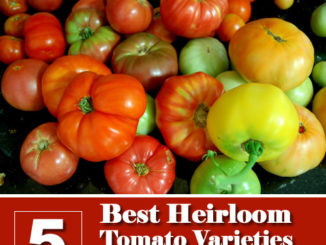 5 Best Heirloom Tomato Varieties You Can Grow