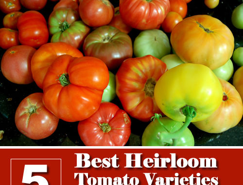 5 Best Heirloom Tomato Varieties You Can Grow