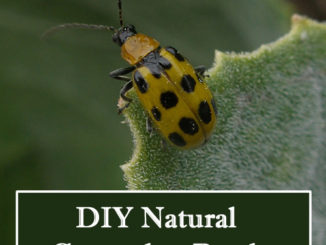 DIY Cucumber Beetle Spray