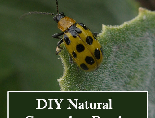 DIY Cucumber Beetle Spray