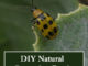 DIY Cucumber Beetle Spray