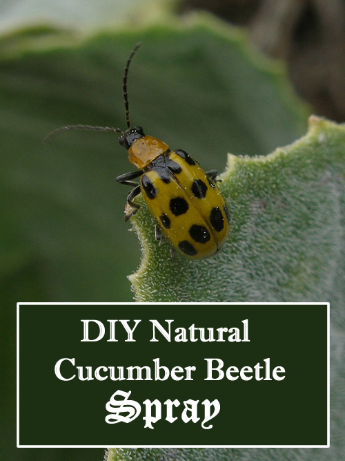 DIY Cucumber Beetle Spray