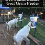 DIY Plastic Bucket Goat Grain Feeder