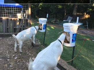 DIY Plastic Bucket Goat Grain Feeder