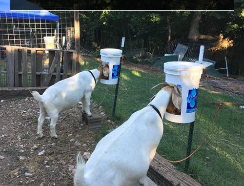 DIY Plastic Bucket Goat Grain Feeder