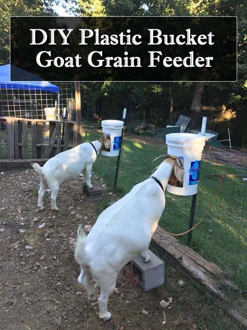 DIY Plastic Bucket Goat Grain Feeder