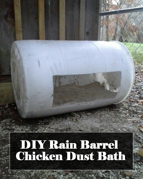 DIY Rain Barrel Chicken Dust Bath