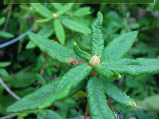 How to Grow An Herbal Tea Garden