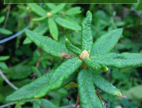 How to Grow An Herbal Tea Garden