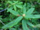 How to Grow An Herbal Tea Garden
