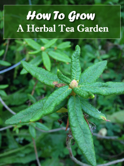 How to Grow An Herbal Tea Garden