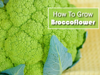 How To Grow Broccoflower
