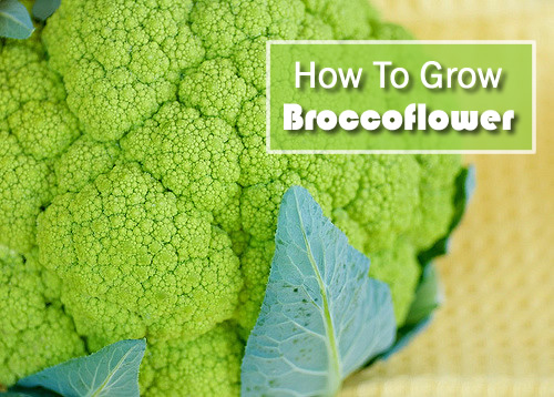 How To Grow Broccoflower