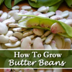 How To Grow Butter Beans