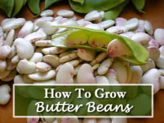 How To Grow Butter Beans