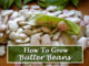 How To Grow Butter Beans
