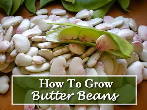 How To Grow Butter Beans