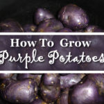 How To Grow Purple Potatoes