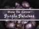 How To Grow Purple Potatoes