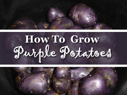 How To Grow Purple Potatoes