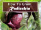 How To Grow Radicchio