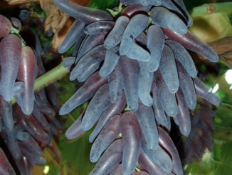 How To Grow Witch Finger Grapes