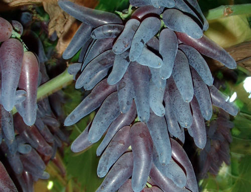 How To Grow Witch Finger Grapes