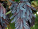 How To Grow Witch Finger Grapes